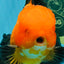 CHONKY A Grade Apache Oranda Male 5.5-6 inches #040326OR_09