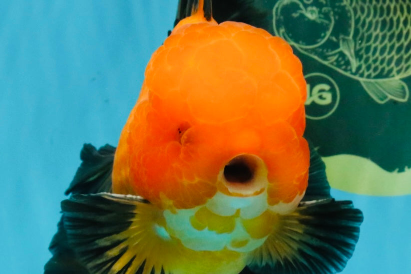 CHONKY A Grade Apache Oranda Male 5.5-6 inches #040326OR_09