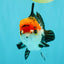 SUPER CUTE Tricolor Yuanbao Male 5-5.5 inches #051526YB_07
