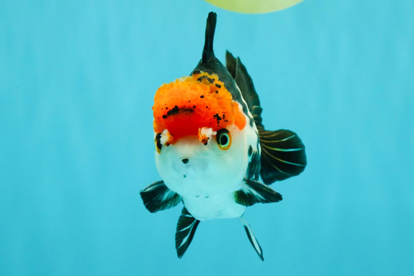 SUPER CUTE Tricolor Yuanbao Male 5-5.5 inches #051526YB_07