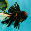 A Grade Tiger Oranda Male 7.5-8 inches #101626OR_17