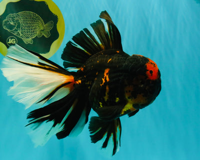 A Grade Tiger Oranda Male 7.5-8 inches #101626OR_17