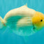 AAA Grade  Diamond Scale White Sakura Shark Ranchu Male 5.5 inches #100226RC_27