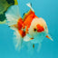 A Grade Red White Oranda Male 6 inches #041726OR_20