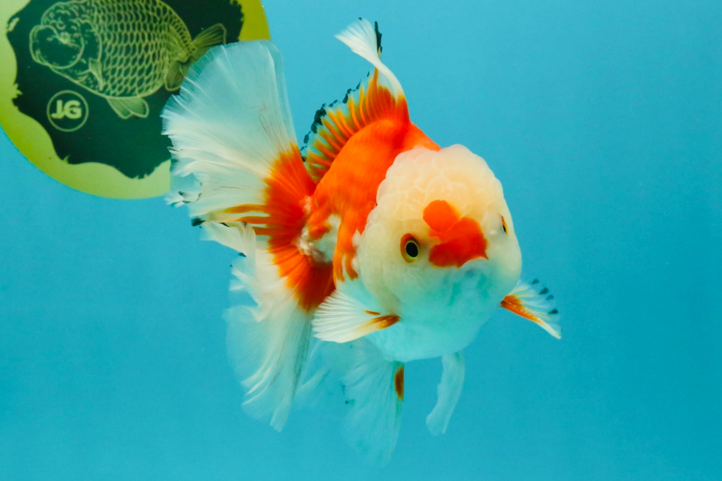 A Grade Red White Oranda Male 6 inches #041726OR_20