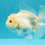 A Grade Snow White Oranda Female 6 inches #030626OR_26