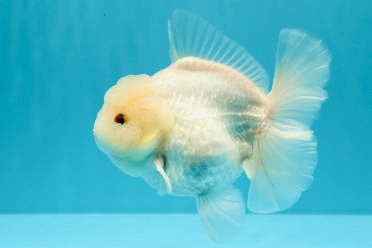 A Grade Snow White Oranda Female 6 inches #030626OR_26