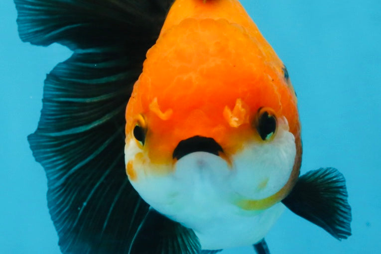 A Grade Tricolor Oranda Female 5.5-6 inches #111425OR_15