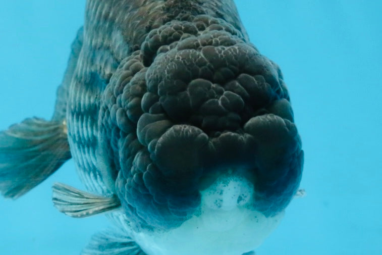 FLUFFY WEN A Grade Black Blue LionKing 5.5 inches #110725LC_16