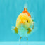 Little Chicken AAA Grade Red White Yuanbao Male 4.5-5 inches #061926YB_34