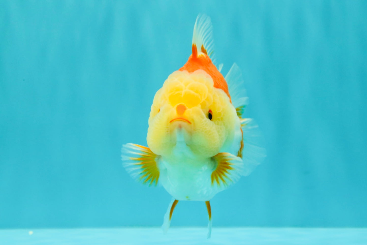 Little Chicken AAA Grade Red White Yuanbao Male 4.5-5 inches #061926YB_34
