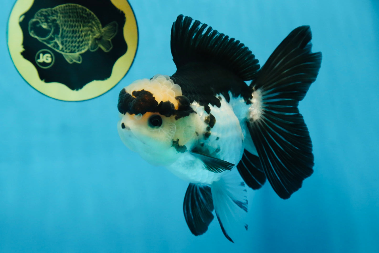 A Grade Panda Button Eyes Oranda Female 5 inches #081525OR_17