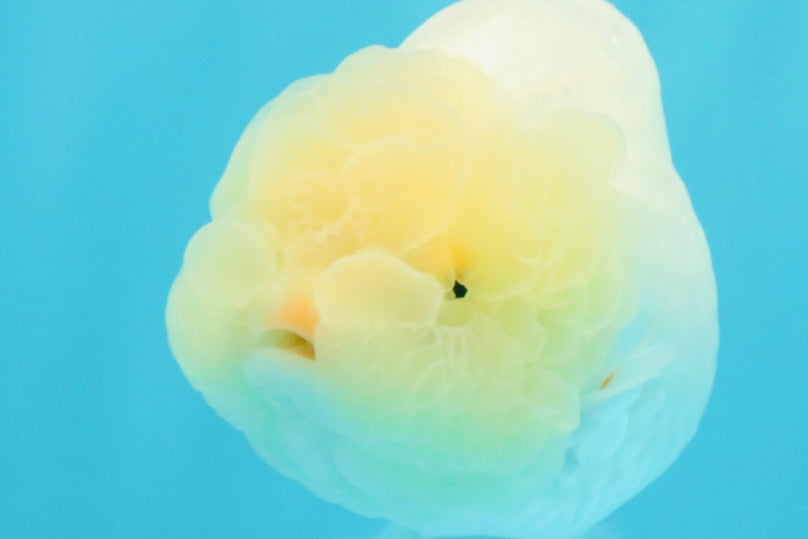 A Grade White LionQueen 4-4.5 inches #030626LC_04