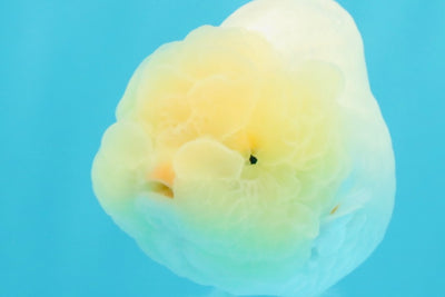 A Grade White LionQueen 4-4.5 inches #030626LC_04