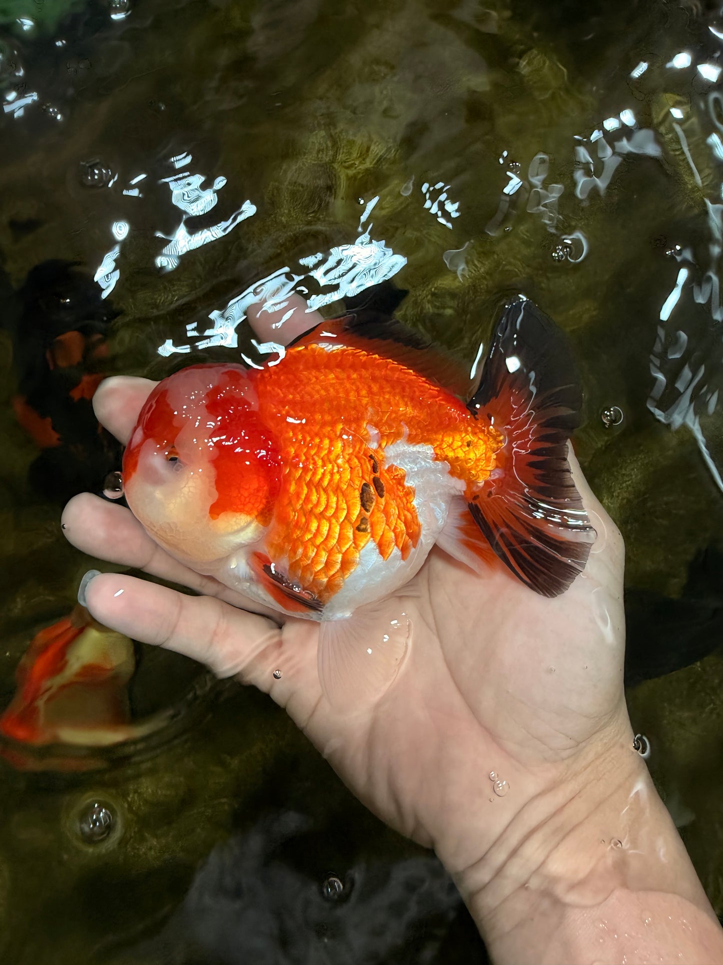 A Grade Tricolor Yuanbao Male 4.5 inches #103125YB_02