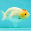 Nugget Snow Tancho Lemonhead Lionchu Male 4 inches #1018LC_06