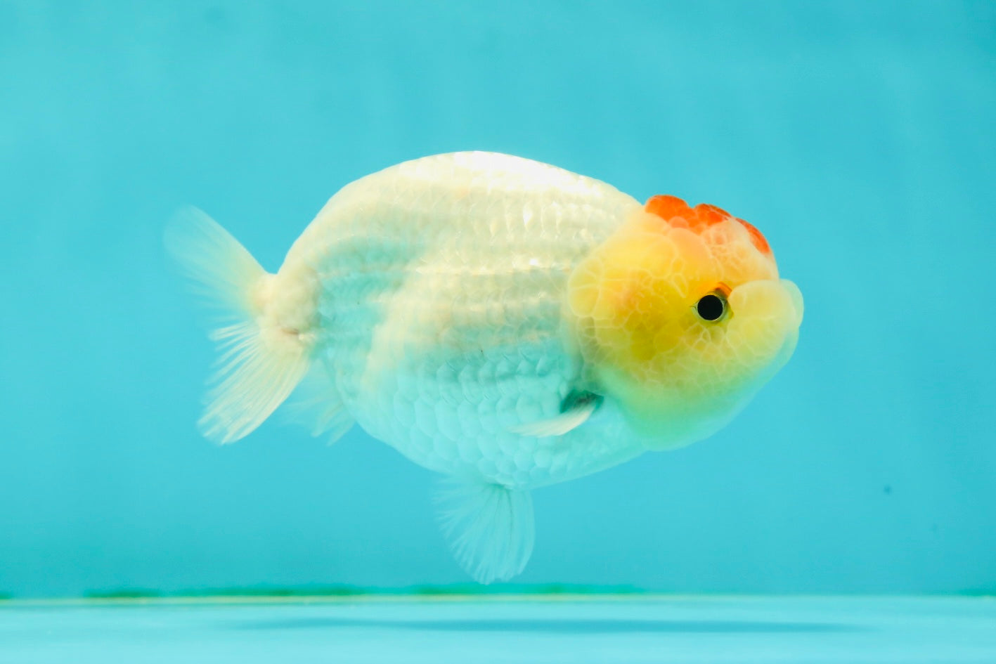 Nugget Snow Tancho Lemonhead Lionchu Male 4 inches #1018LC_06