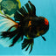A Grade Tiger Oranda Male 7.5-8 inches #101626OR_17