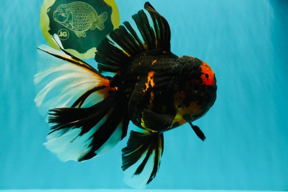 A Grade Tiger Oranda Male 7.5-8 inches #101626OR_17