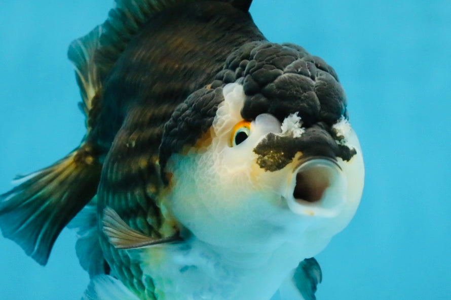 CHUBBY A Grade Tricolor Yuanbao Male 5-5.5 inches #121925YB_10