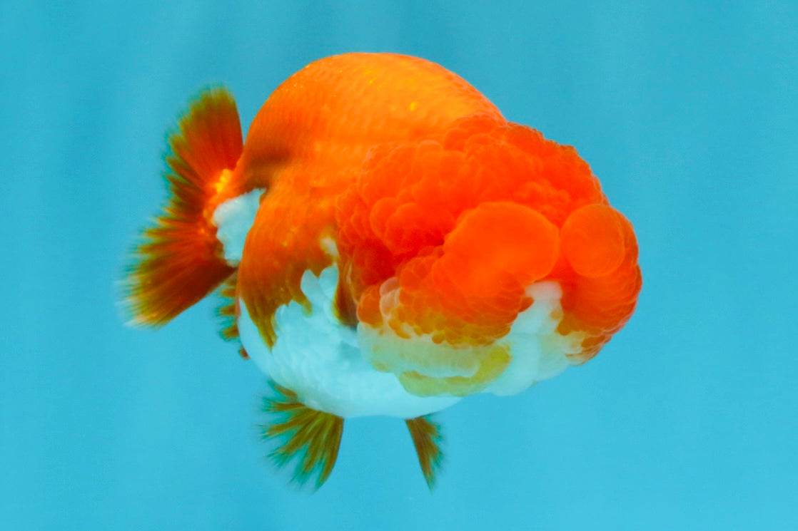 CHUBBY AAA Grade Red White LionQueen 4  inches #022026LC_16