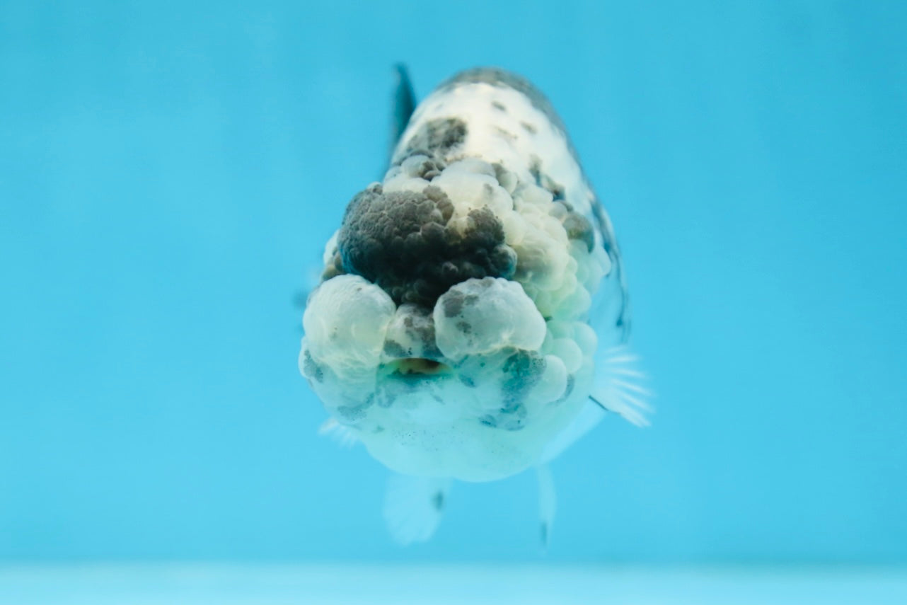 AAA Grade UNIQUE White Tiger LionQueen 4.5-5 inches #090525LC_03