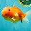 A Grade Jade Head Sakura Oranda Male 6-6.5 inches #082826OR_01