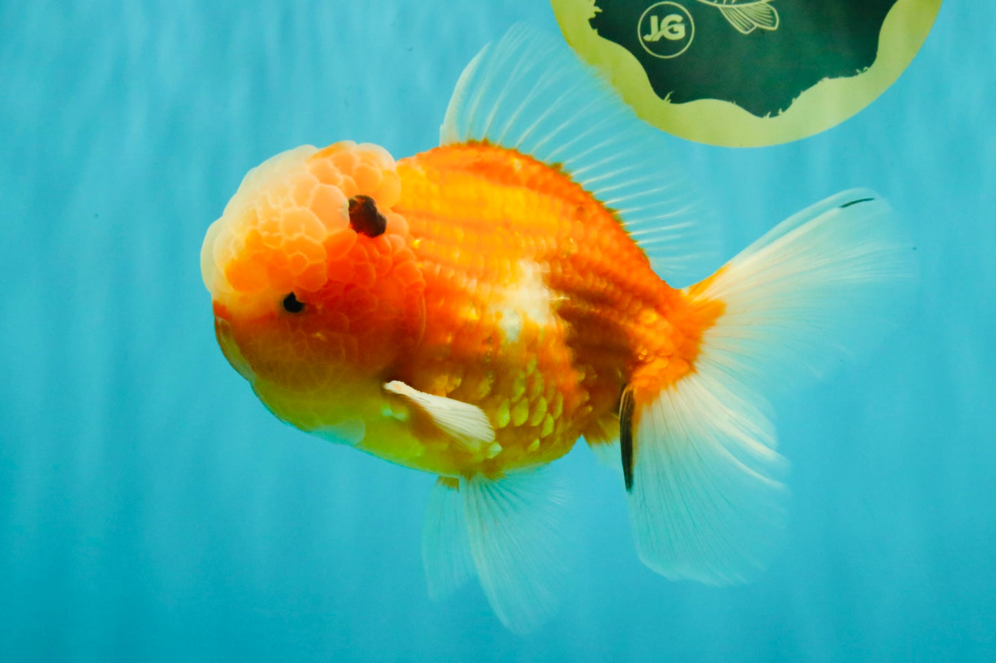 A Grade Jade Head Sakura Oranda Male 6-6.5 inches #082826OR_01
