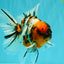 CHUNKY AAA Grade Calico Oranda Male 6-6.5 inches #070626OR_17