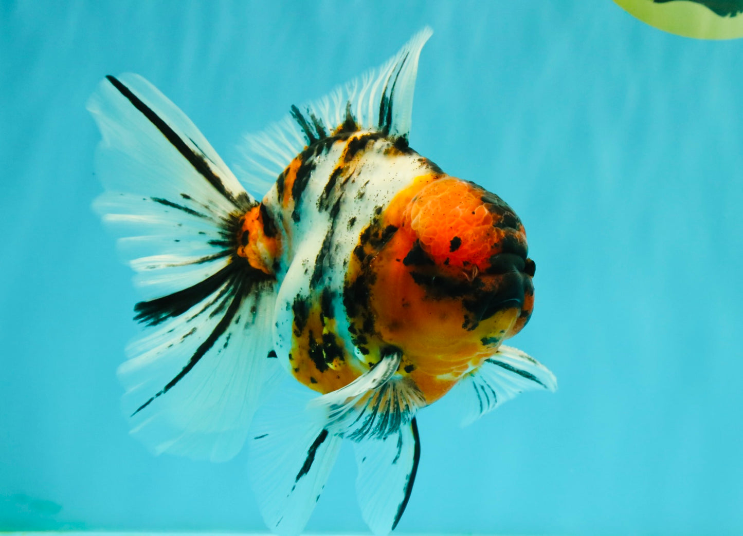 CHUNKY AAA Grade Calico Oranda Male 6-6.5 inches #070626OR_17