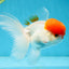 AAA Grade SUPER Red Cap Oranda Male 4.5 inches #051625OR_29