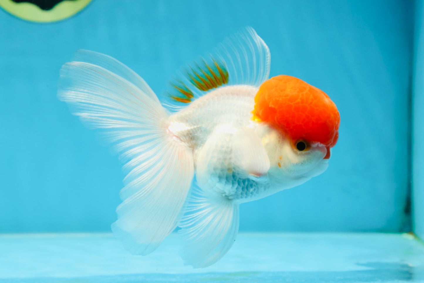 AAA Grade SUPER Red Cap Oranda Male 4.5 inches #051625OR_29