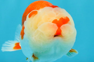 BIG WEN A Grade Red White LionQueen 4.5 inches #041026LC_15