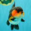 SHOW GRADE CHUBBY Tricolor Yuanbao Male 5 inches #071026YB_08