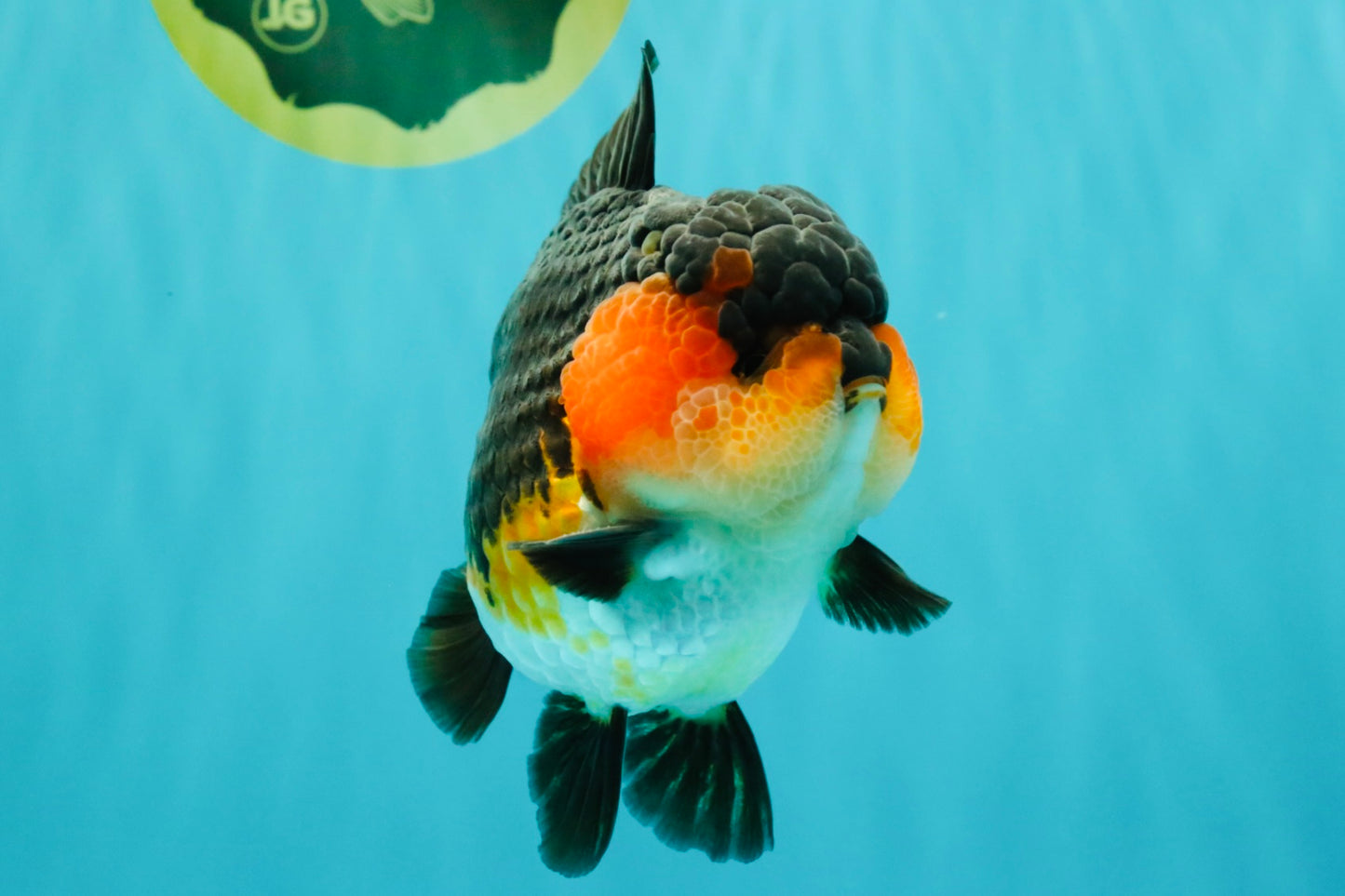 SHOW GRADE CHUBBY Tricolor Yuanbao Male 5 inches #071026YB_08