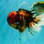 CHONKY AAA Grade Tiger Oranda Male 7.5 inches #092526OR_01