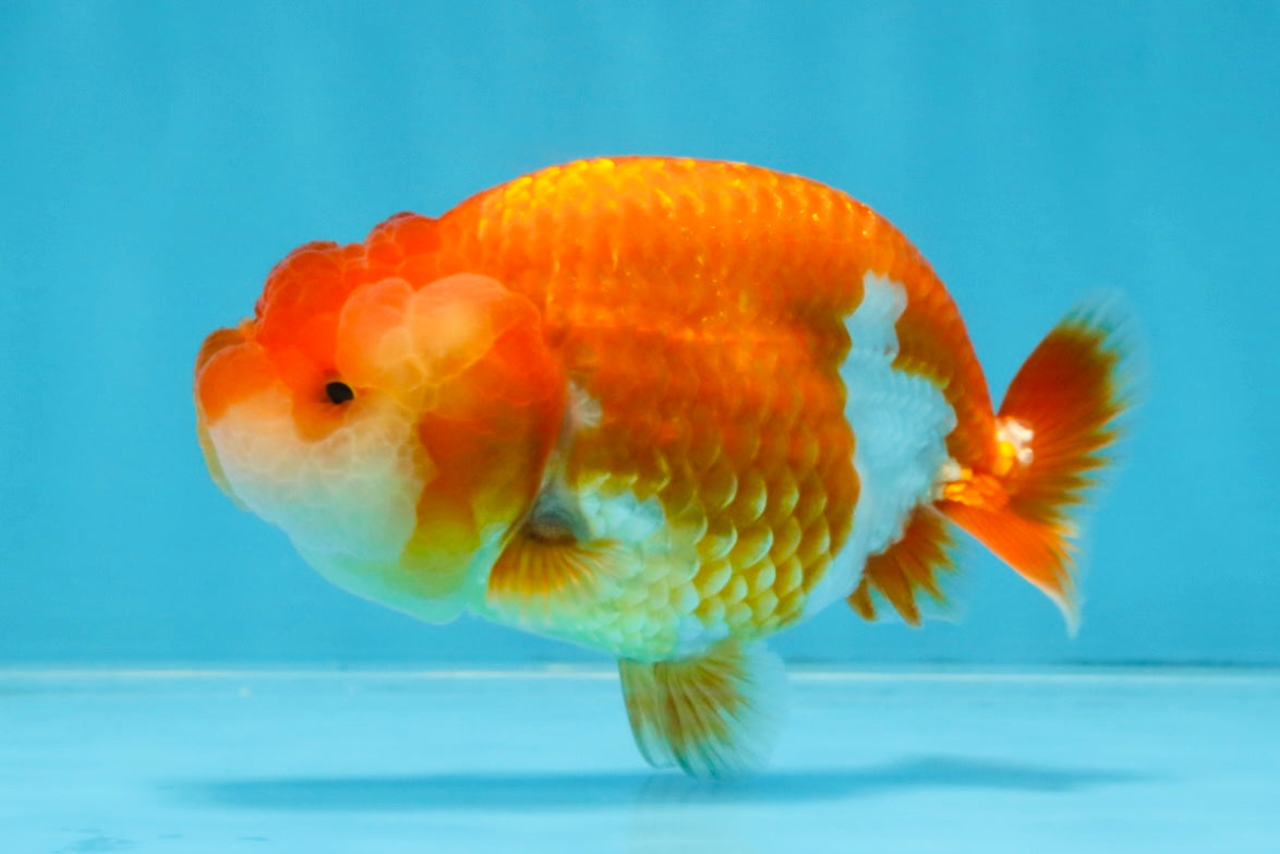 AAA Grade Red White LionQueen 4 inches #103125LC_29