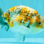 SPECIAL Calico Blue Base Ranchu Male 5.5 Inches #100226RC_20