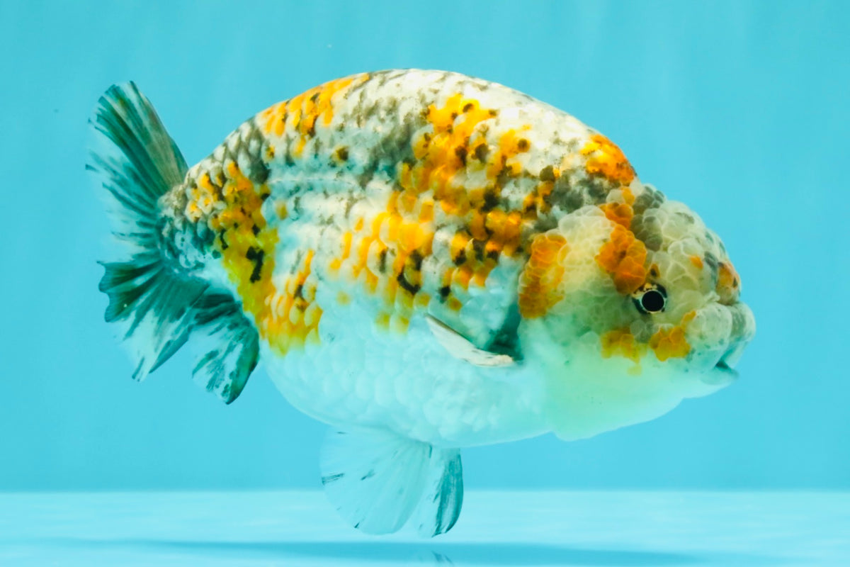 SPECIAL Calico Blue Base Ranchu Male 5.5 Inches #100226RC_20
