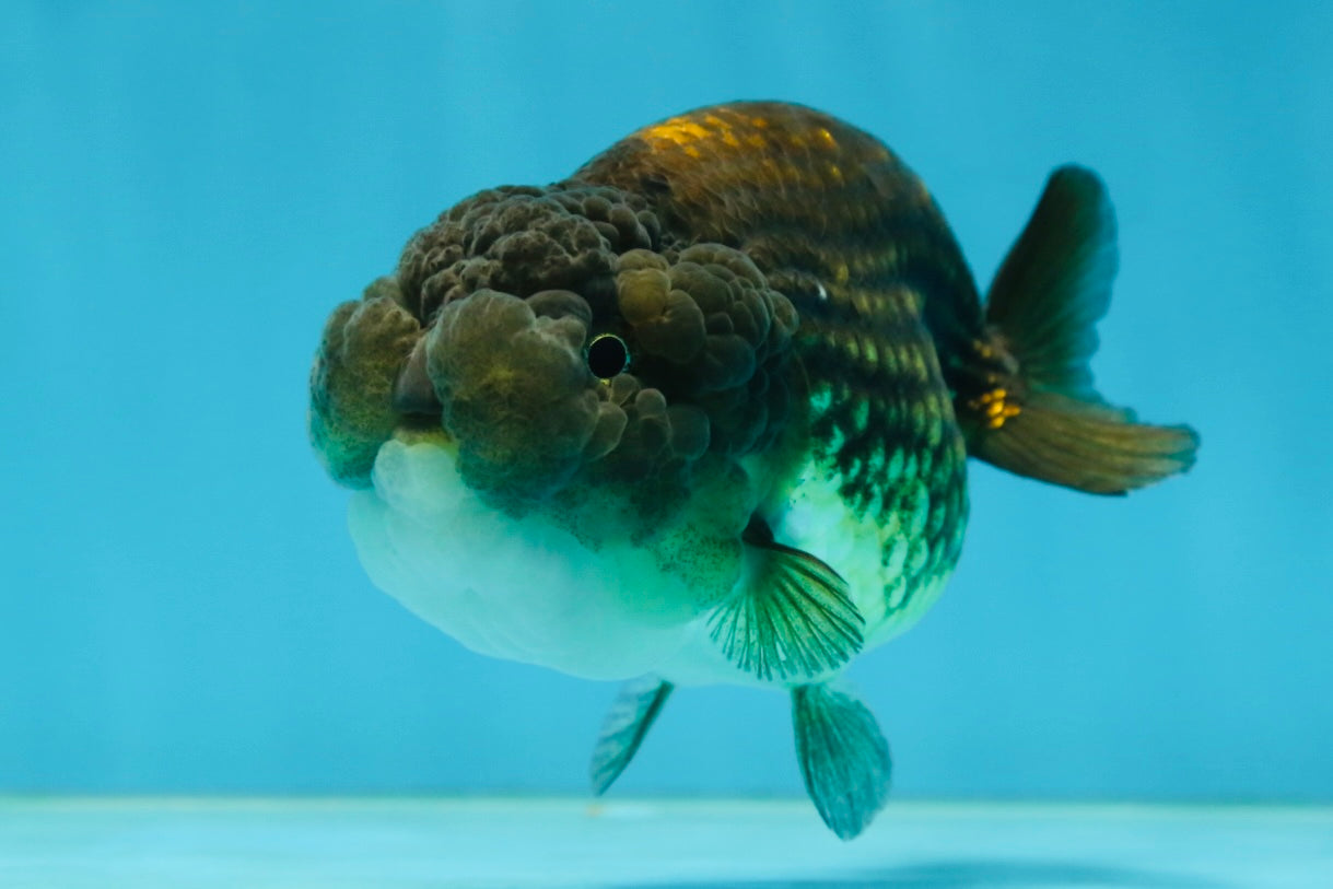 A Grade Dragon Scale Black Copper LionQueen 4-4.5 inches #062725LC_07