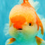 AAA Grade Red White Oranda Male 5.5-6 inches #071726OR_21