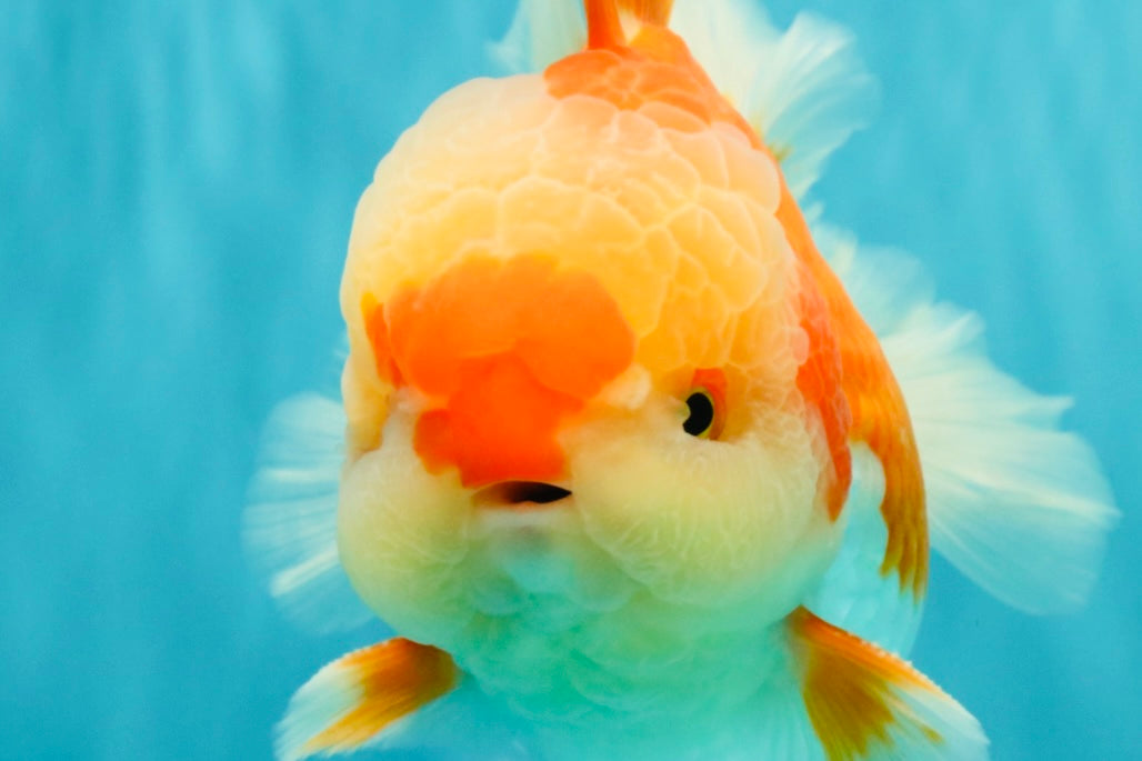 AAA Grade Red White Oranda Male 5.5-6 inches #071726OR_21