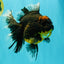A Grade Kirin Oranda Female 7 inches #071726OR_05
