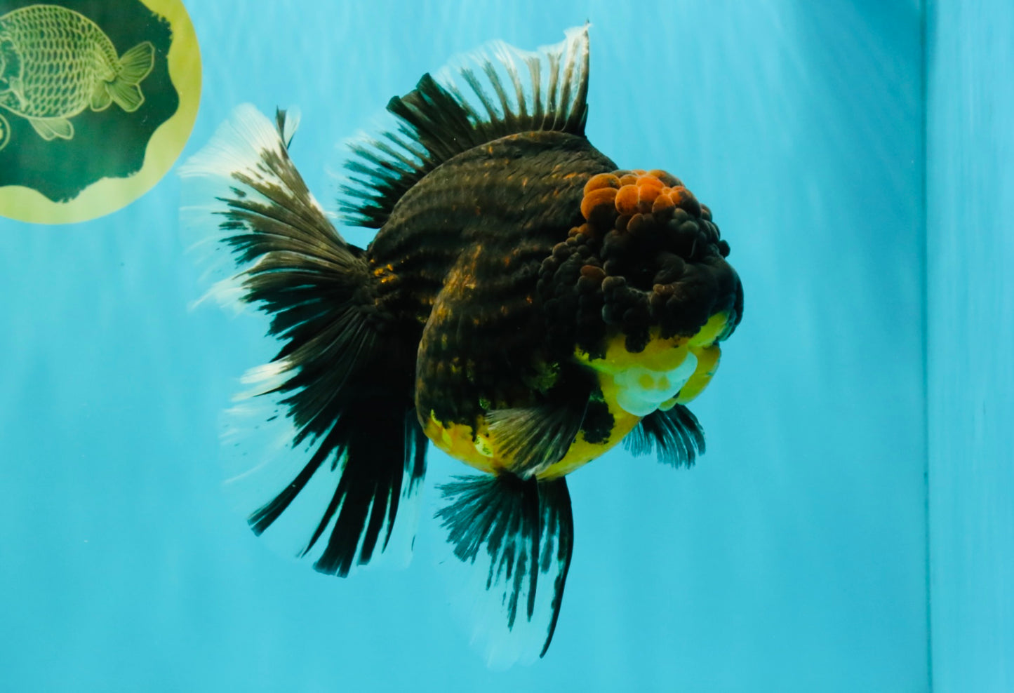 A Grade Kirin Oranda Female 7 inches #071726OR_05