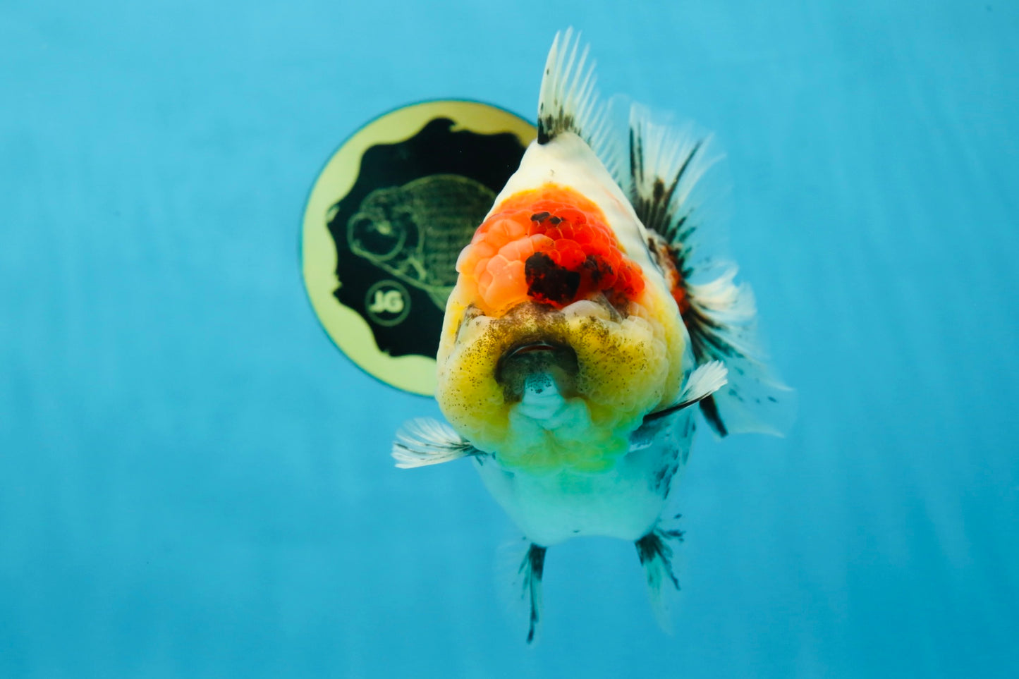 AAA Grade Godzilla Marble Yuanbao Female 5-5.5 inches #053025YB_01