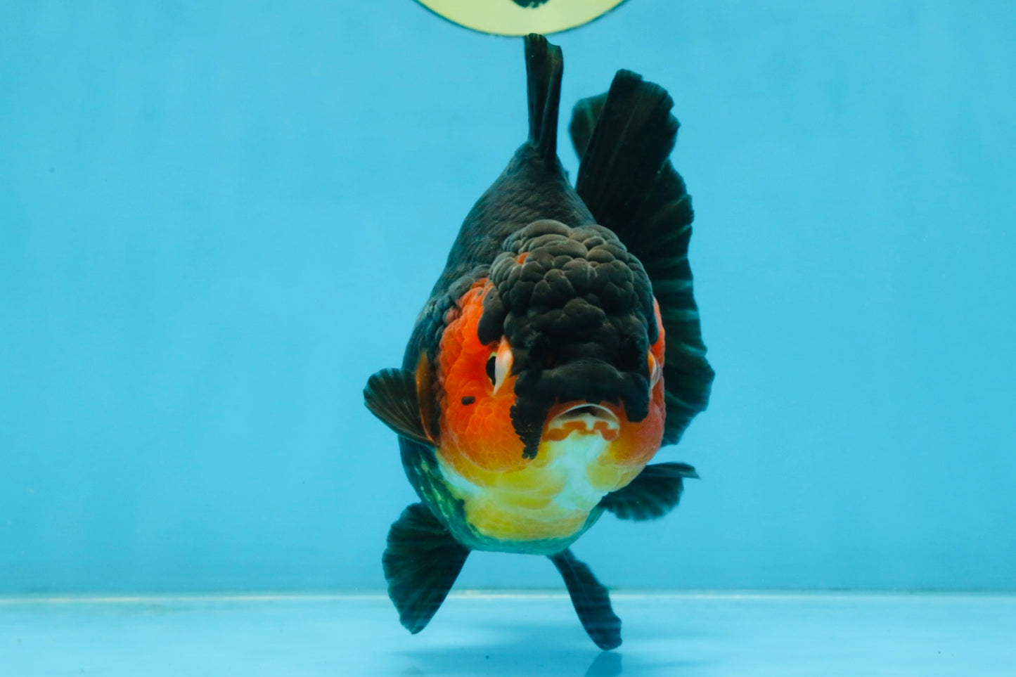 A Grade Apache Yuanbao Female 5-5.5 inches #112825YB_15