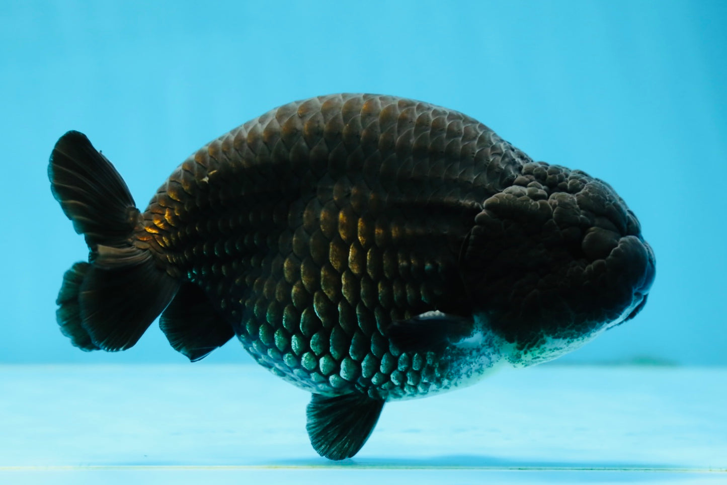 A Grade Black LionKing 5-5.5 inches #070425LC_07