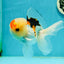 AAA Grade Lemonhead Tricolor Button Eyes Oranda Male 5 inches #111524OR_23