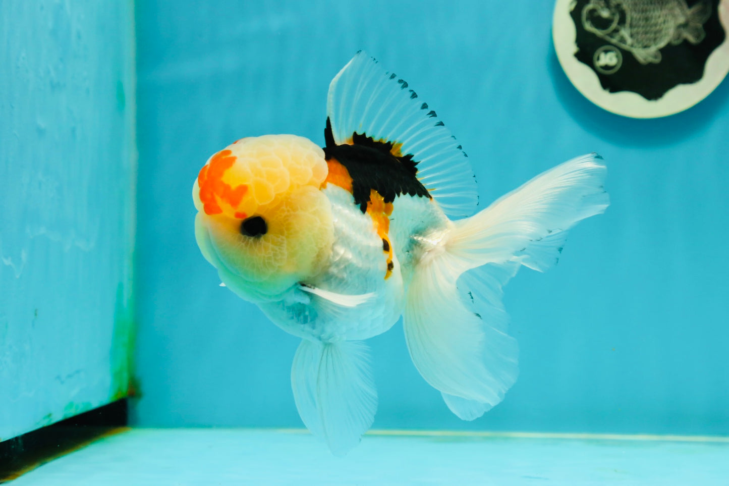 AAA Grade Lemonhead Tricolor Button Eyes Oranda Male 5 inches #111524OR_23