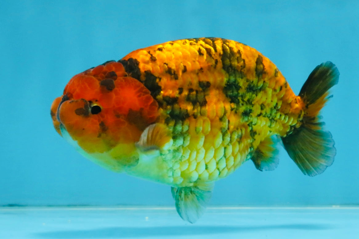 CHUBBY A Grade Tiger LionKing 4.5 inches #112825LC_12